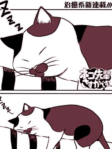 流石貓前輩