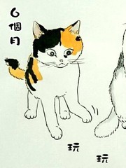 我曾經巨討厭貓來的